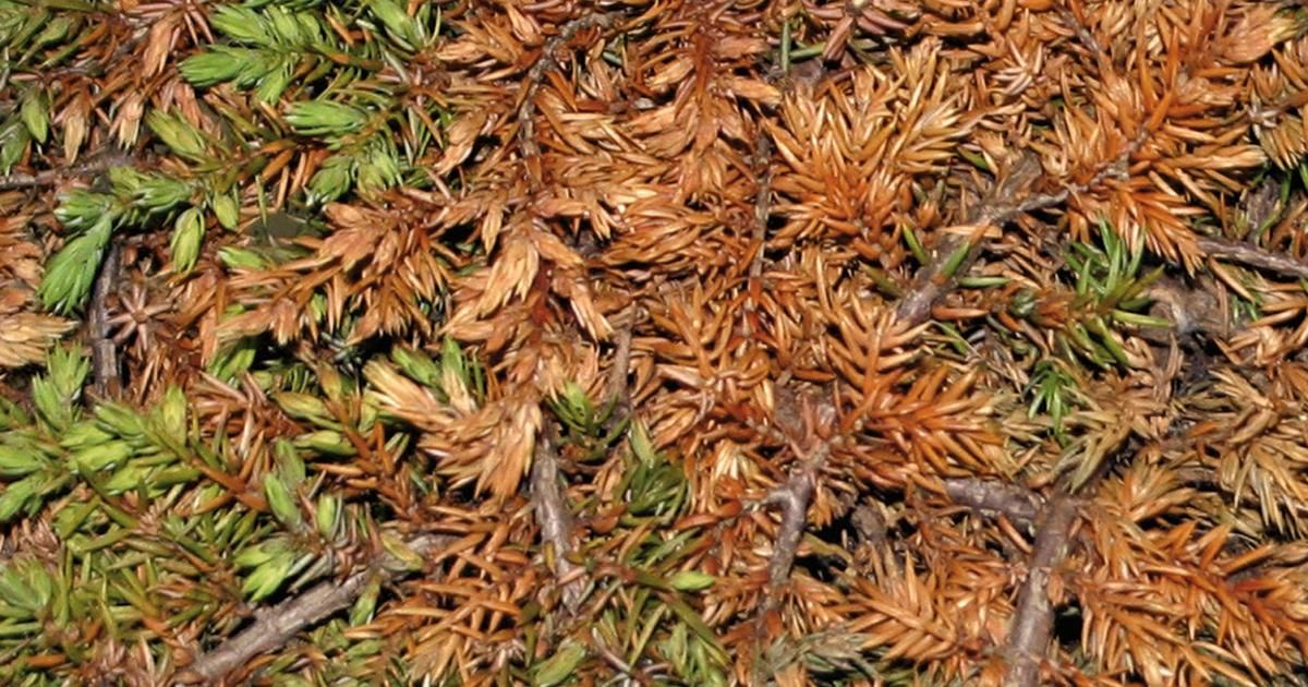 Wurzelfäule | Welke an Bäumen & Sträuchern | Liebe Deinen Garten